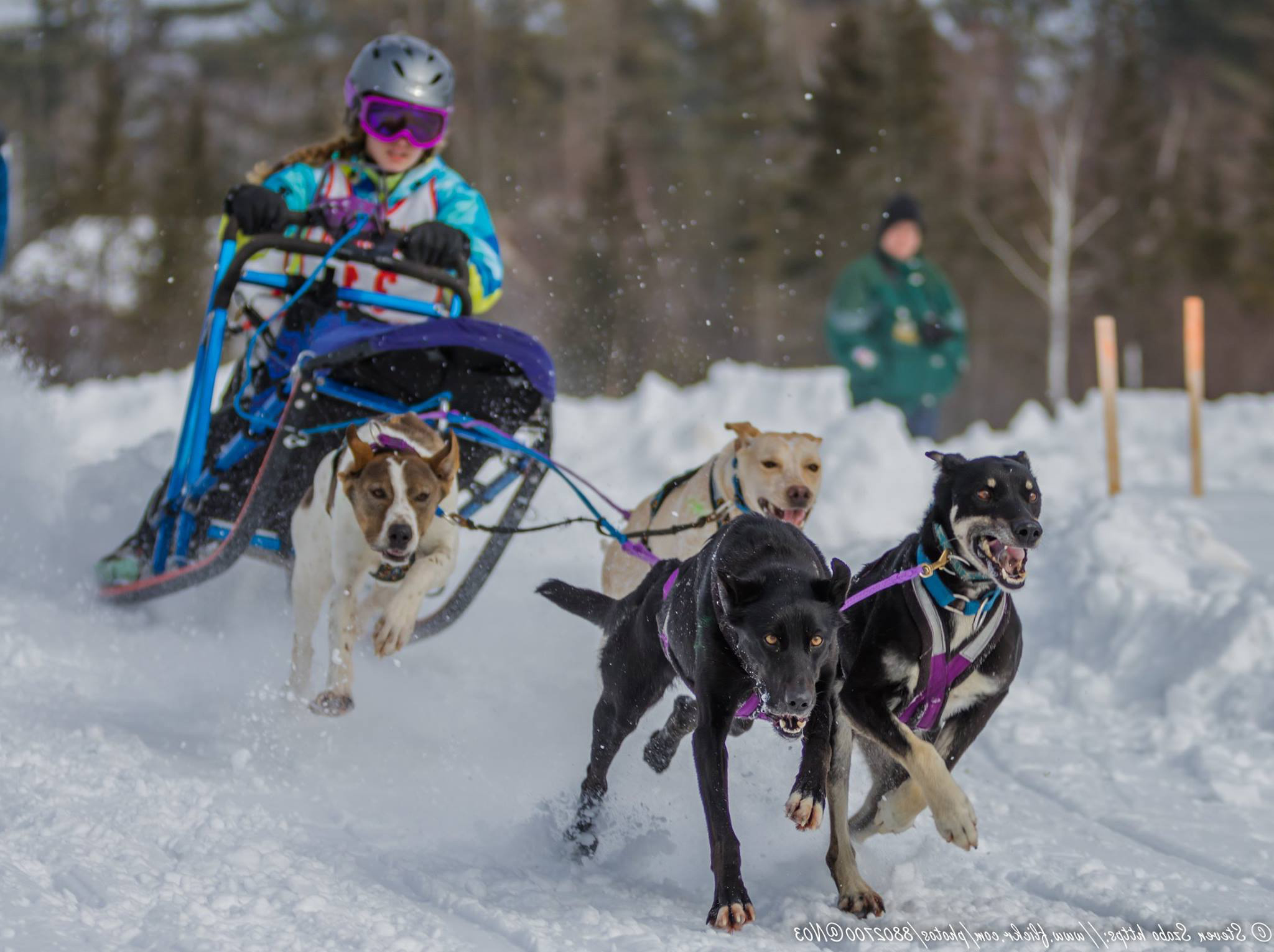 Sprint sales dog sled